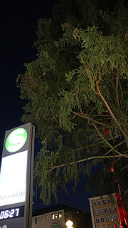 Um 6.27 Uhr stand sie schon, die Fichteaus Farchant f&uuml;r den Christkindlmarkt auf dem Marienplatz (&copy;Foto: Martin Schmitz)